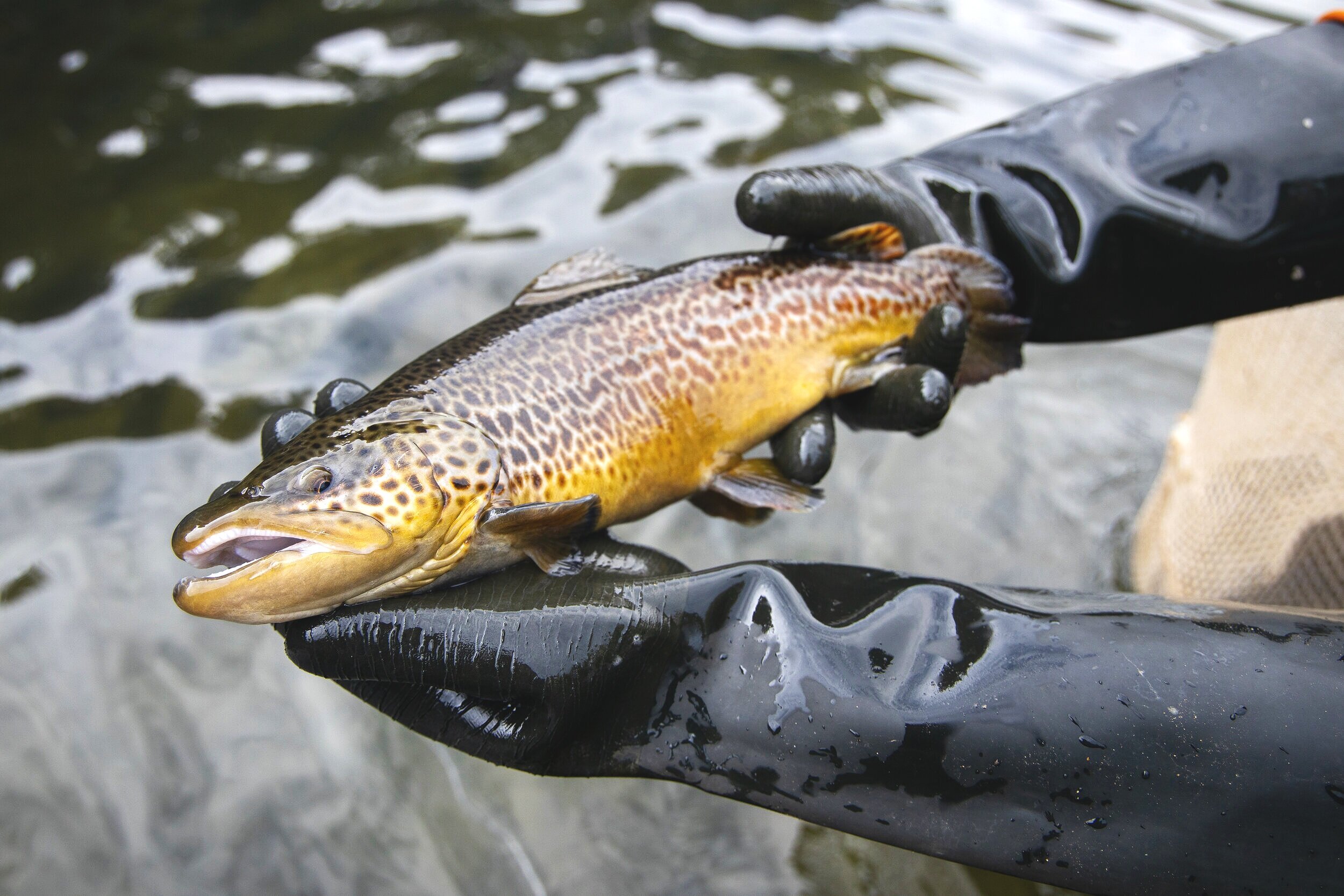 Laurel Hill Trout Farm